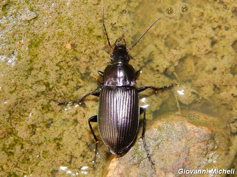 Carabidae del Parco del Ticino
